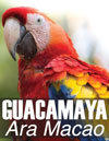 Guacamaya Ara Macao
