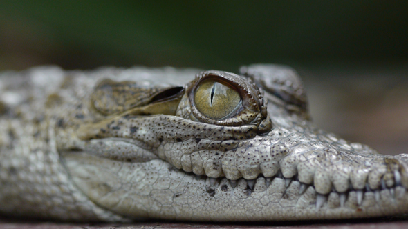 A young Crocodylus moreletti at Aurora National Zoo. Photo by Gustavo Gallegos, July 2011, Guatemala City.