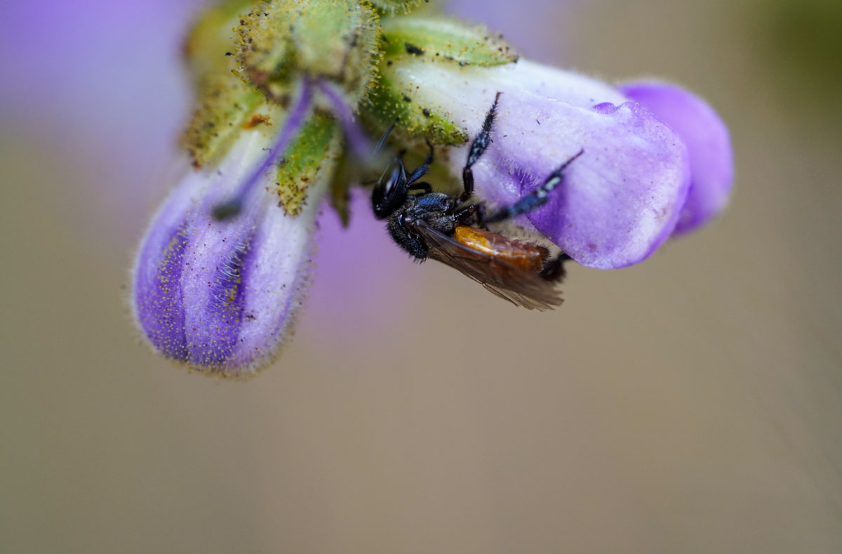 Big-bee-back-of-Wigandia-urens-flower