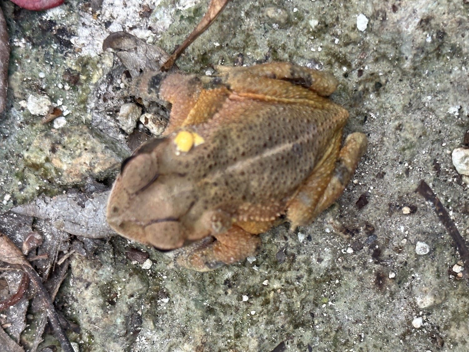 Bufo-toad-Tikal-probably-Incilius-valliceps-iPhone-14ProMax-NH-3337