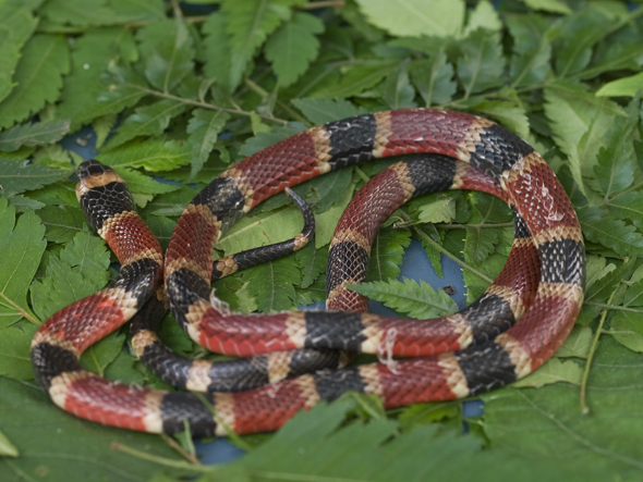 Coral snake, Micrurus nigrocinctus, its color pattern can vary from two-colored to three-colored with black, yellow and red banding