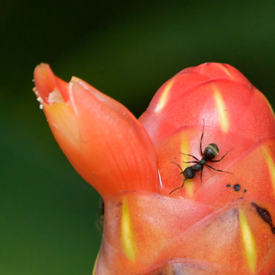 Costus-nitidus-ants-mutualism-road-Plan-Grande-Tatin-to-Livingston-Nikon-D81