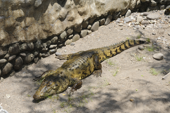 Crocodylus acutus taking sun in Autosafari Chapin during a field trip in Guatemala. FLAAR photo archive, Guatemala, Guatemala.