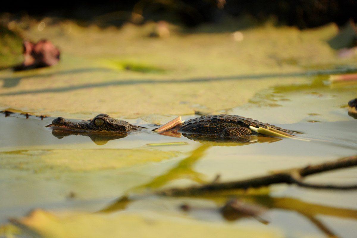 Crocodylus-moreletii-Cria-de-cocodrilo-PNLT-Foto-de-Ewdin-Solars