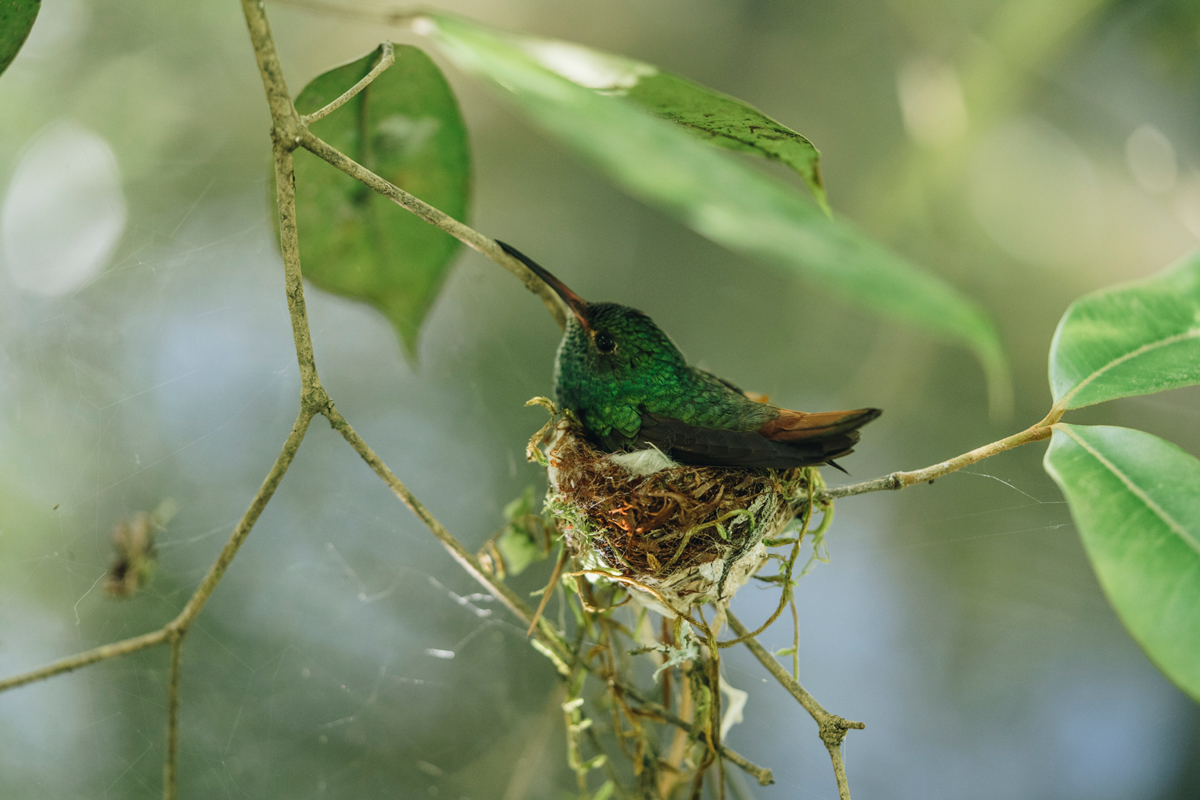 Diversity-of-hummingbird-nests-in-Livingston