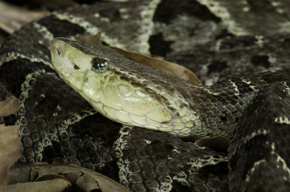 Fer-de-lance, Bothrops asper, this species are the one that has the most powerfull venom in Central America