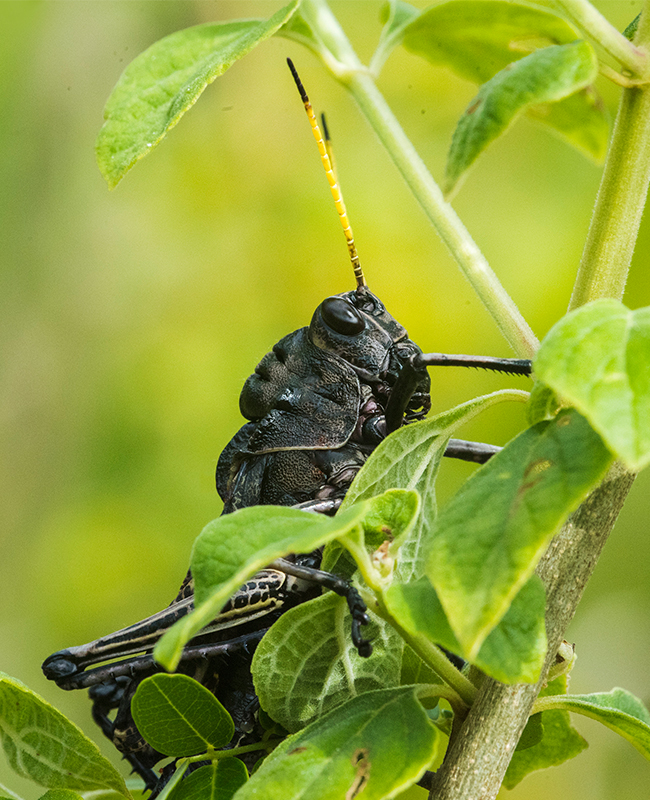 Grasshopper-family-Romaleidae
