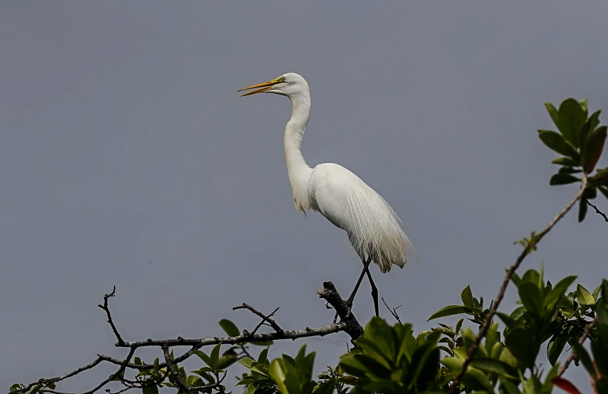 Great-White-Egret-an-emblematic-water-bird-of-the-Yaxha-Nakum-Naranjo-National-Park