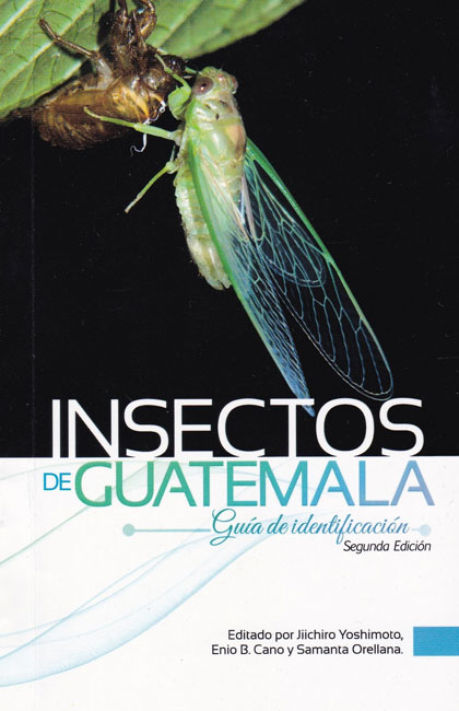 Insects-from-Guatemala-Second-Edition-Jiichiro-Yoshimoto-April-2018-Cicadidae-en-la-Reserva-Refugio-del-Quetzal-Suchitepequez