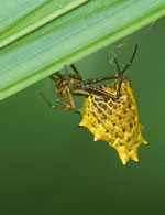 Naranjo-parking-to-cibal-yellow-crown-spider
