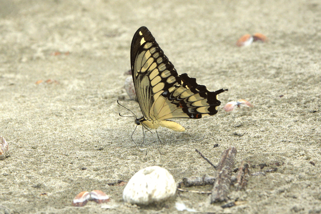 Papilio-species-butterfly-Lepidoptera-order-yellow-bufterfly-Playa-Quehueche-Livingston