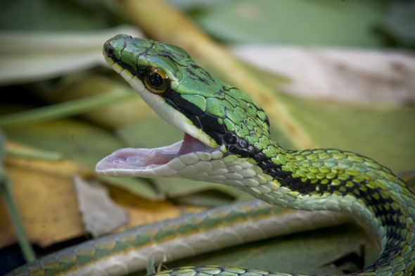 Parrot Snake, Leptophis mexicanus,