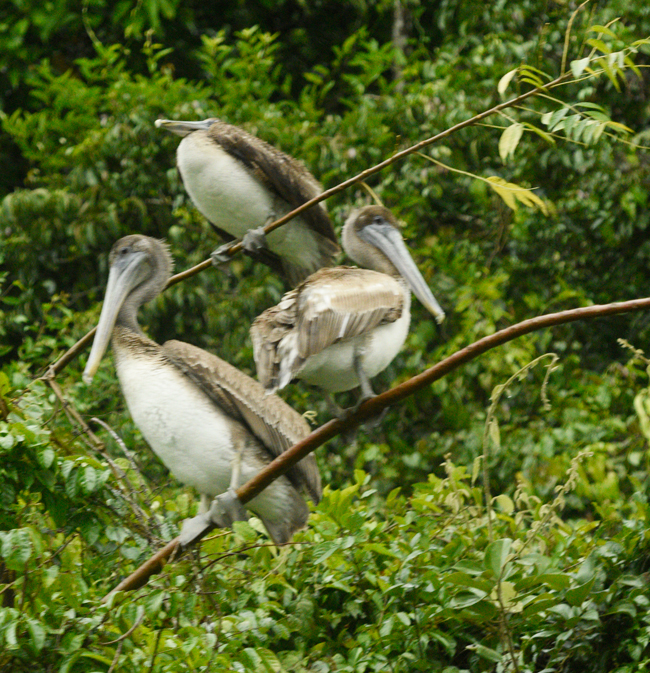 Pelecanus-occidentalis-brown-pelicans-in-trees-Canyon-Rio-Dulce-Municipio-Livingston