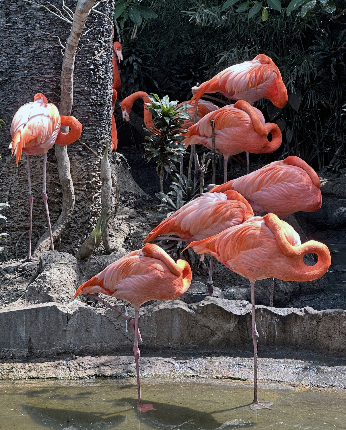 Phoenicopterus-ruber-flamingos-Parque Zoológico La Aurora-iPhone-14-Pro-Max-Nicholas-Hellmuth-FLAAR-Photo-Archive-Feb-23-2023-3710-AC