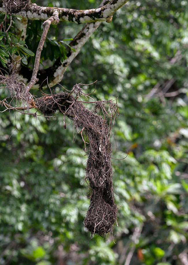 Psarocolius wagleri Chestnut headed oropendola nest photographs NH 2912
