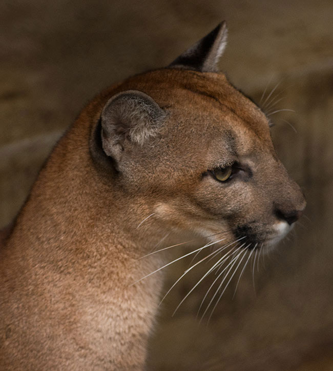 Bibliography, Puma concolor, Puma 