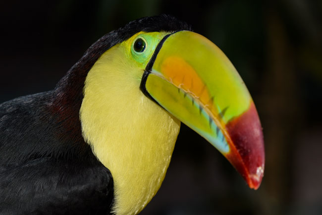 Ramphastos-sulfuratos-Tucan-Keel-billed-toucan-Zoo-La-Aurora-Guatemala-City-Nicholas-Hellmuth