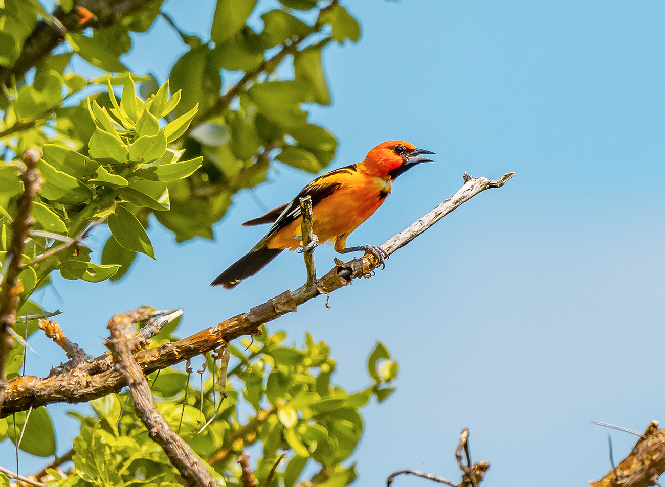 WEB-El-Progreso-km92-Icterus-pectoralis-Orioles-Bird-photography-orange--200-600-10am-Jun-28-2023-EW