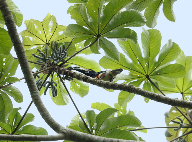 Yaxha-Pteroglossus-torquatus-Collared-aracari-bird-Cecropia-guarumo-Aug-13-2018