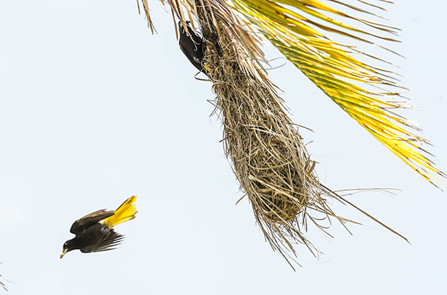 Yellow-winged Cacique, Cacicus melanicterus female or immat…