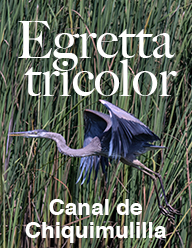egretta tricolor 2017 FLAAR FLAAR Reports Egretta tricolor garza Canal de Chiquimulilla Monterrico agua pájaro PRINT