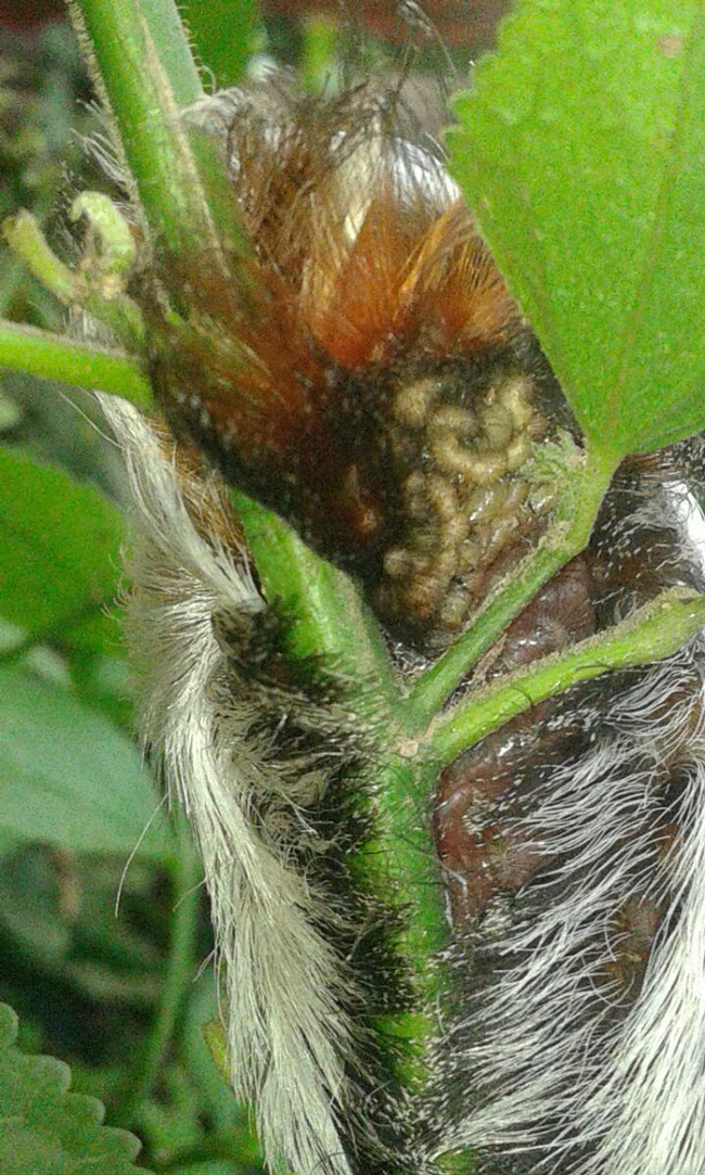 furry-butterfly-or-moth-larva-Chilocom-Santa-Cruz-Verapaz-Guatemala