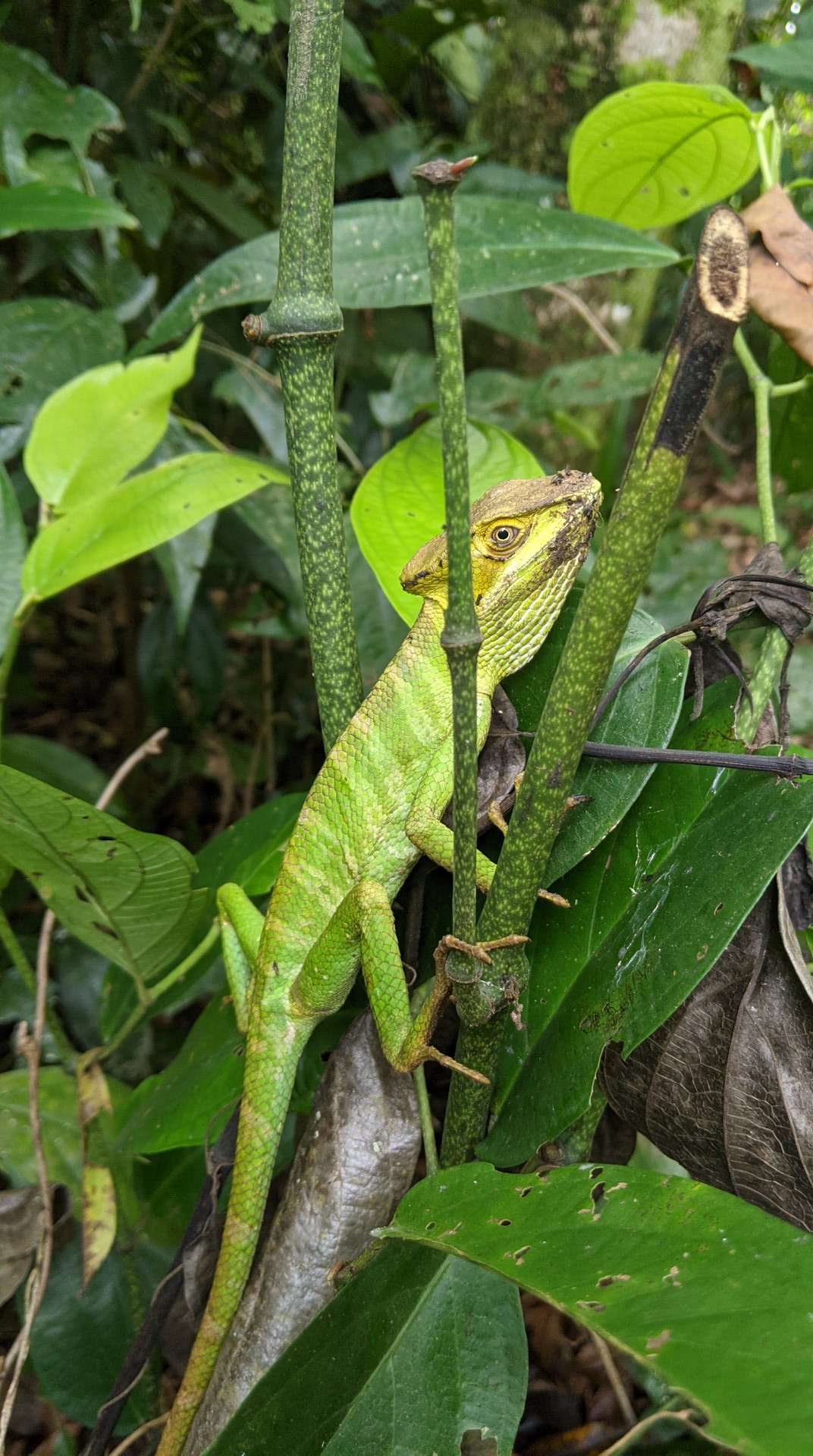 green-lizard-probably-Taponcito