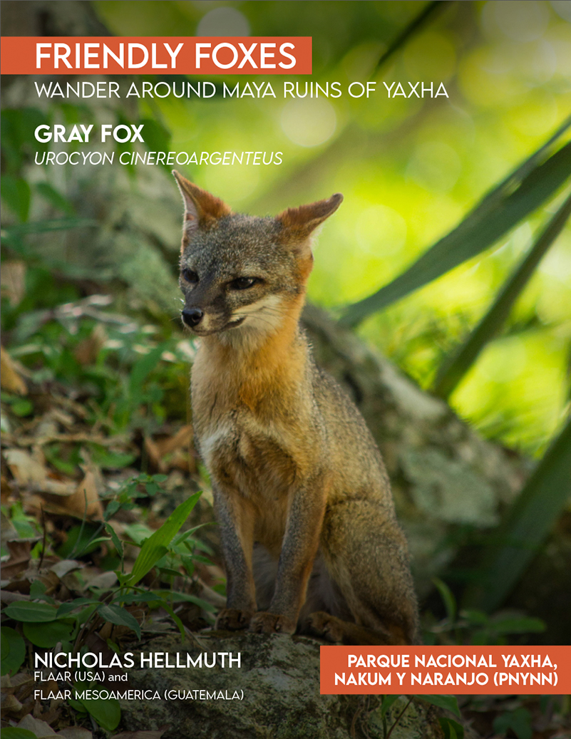 Gray Fox, Urocyon Cinereoargenteus