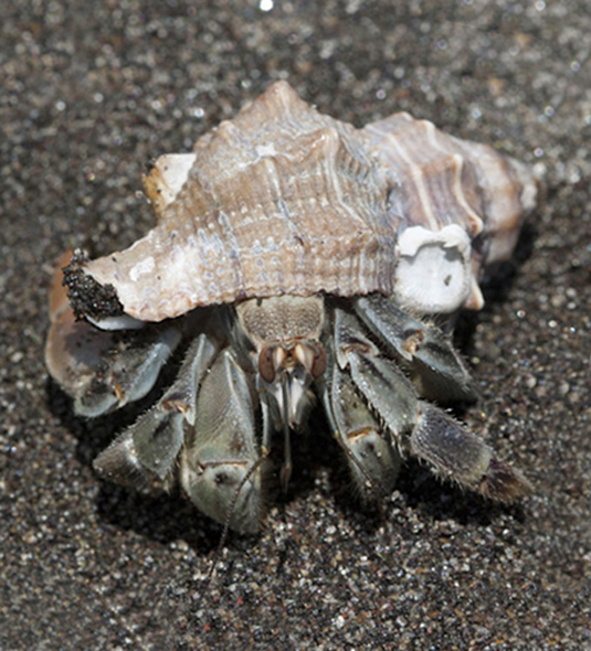 Hermit crab aout of the shell, Paroguideos decaop crustacean, FLAAR images Juyl 2011