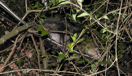 Didelphis marsupialis opossum pregnant FLAAR garden 9725