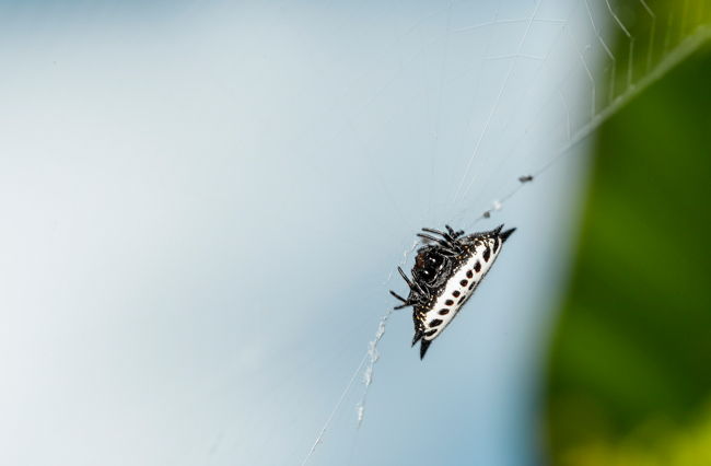 Spider black white FLAAR garden Jul 03 2017 CROP EF 650