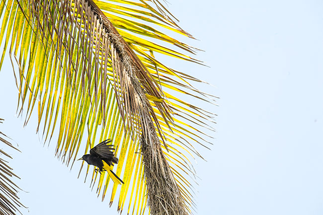 cacique entering nest palm tree Monterrico D5 400mm 8124