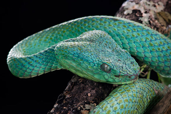 snake reptiles maya-ethnobotany venomous by Nicholas Hellmuth