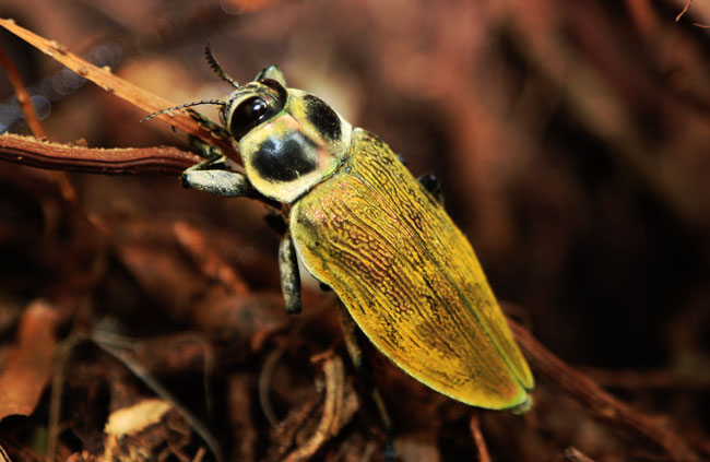ceiba borer beetle insect Euchroma gigantea Andrea 0U5A9950