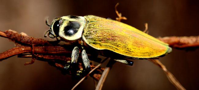 ceiba borer beetle insect Euchroma gigantea Andrea 0U5A9964