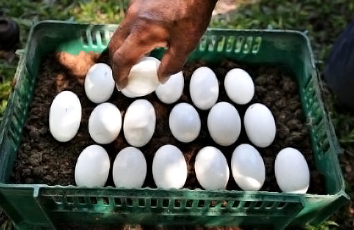 Eggs laid by Crocodylus acutus, American crocodile.
