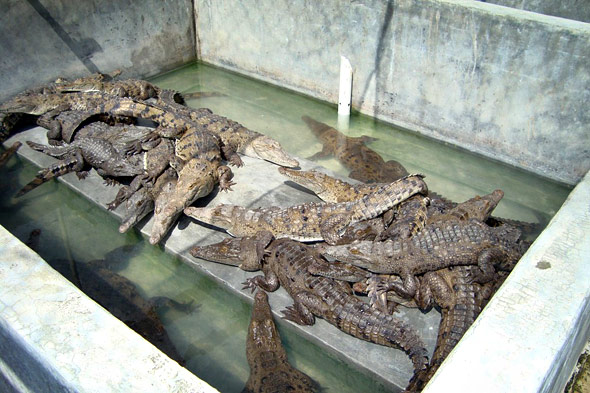 American crocodile in growth stage inside Cocodrilos Continental Finca.