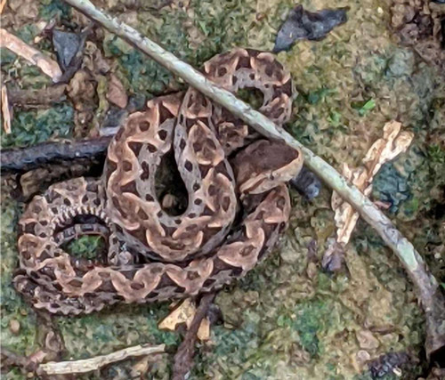 snake pit viper Tapon Creek
