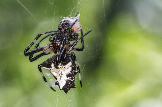 spider web captures wasp Guatemala FLAAR garden imagea