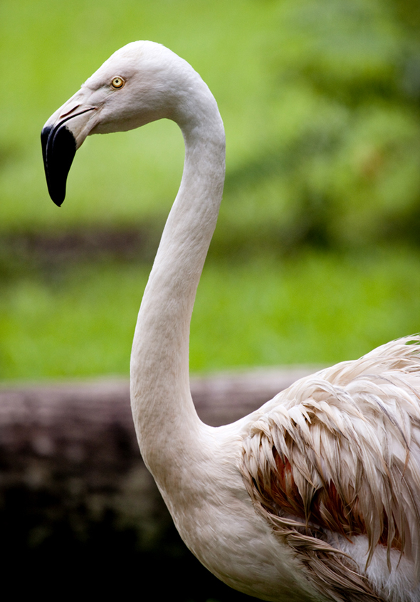 Flamingo, Phoenicopterus ruber at Autosafari Chapin Park