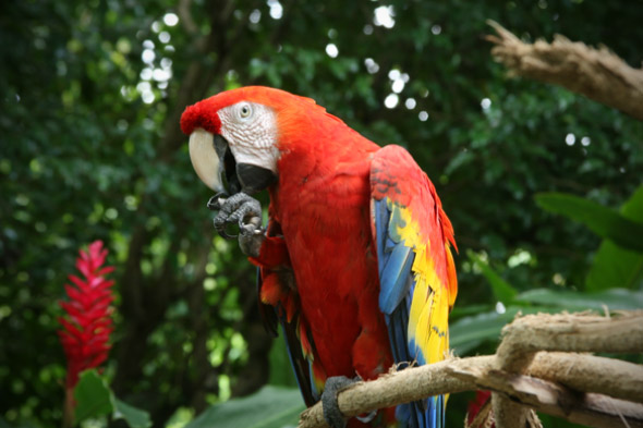 Scarlet macaw at Autosafari Chapin. Photo by Daniela da'Costa, August 2011.