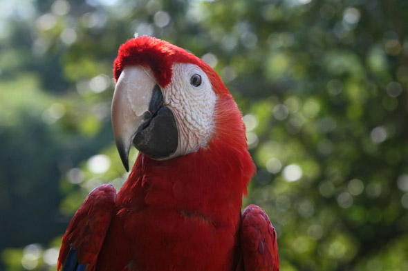 Ara macao, macaws at Autosafari Chapin. Photo by Daniela da'Costa, August 2011.