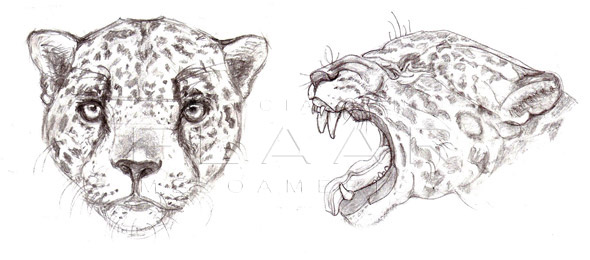Jaguar, Panthera onca. Front and side view of the head. Illustration by Diana Sofía Zea, Copyright FLAAR 2012.