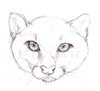 Front view of the head of a Jaguarundi, illustration by Diana Sofía Zea. FLAAR image archive