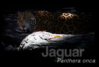 Juaguar, Panthera onca. FLAAR Image archive.