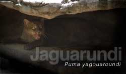 Jaguarundi, medium-sized feline. FLAAR image archive