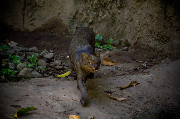 Little cats predator named the Jaguarundi (Puma yagouaroundi) from