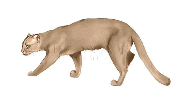 Full-body illustration of a jaguarundi by Diana Sofía Zea. Copyright FLAAR 2012.
