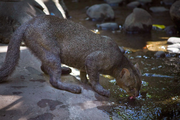 Little cats predator named the Jaguarundi (Puma yagouaroundi) from