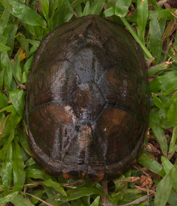 Scorpion Mud Turtle, Kinosternon scorpiodes at Sayaxche, Peten Guatemala. The characteristic of this species is that its carapace is completely closed, protecting them from predators. Photo by Nicholas Hellmuth.